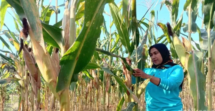 Inovasi Benih Organik Baru Diuji di 12 Kabupaten