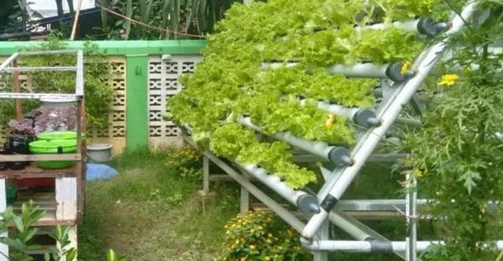 Petani Milenial Beralih ke Sistem Hidroponik Modern