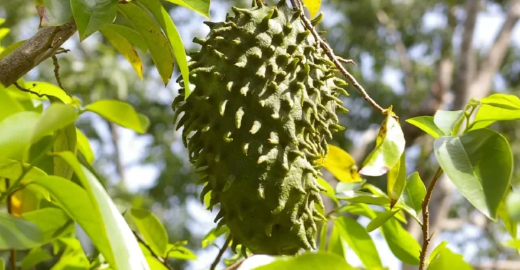 Cara Merawat Pohon Sirsak Sejak Kecil