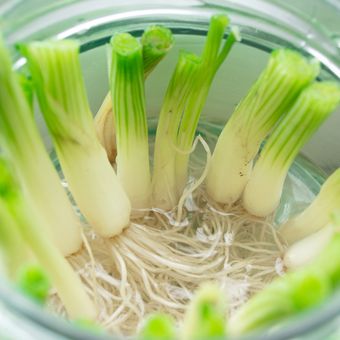Menanam Daun Bawang dari Sisa Bonggol
