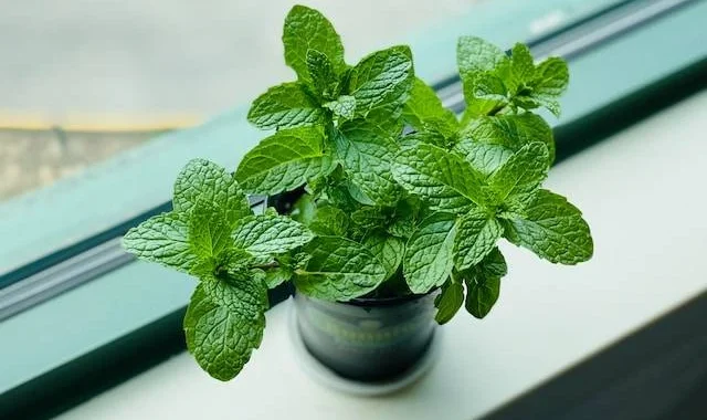 Menanam Daun Mint di Pot Datar