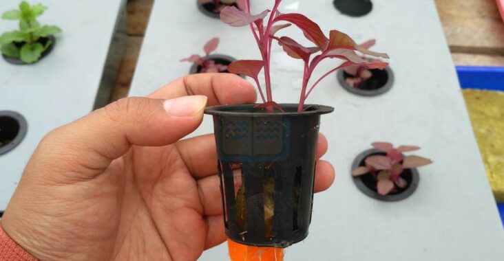 Menyemai Benih Bayam Merah dengan Benar