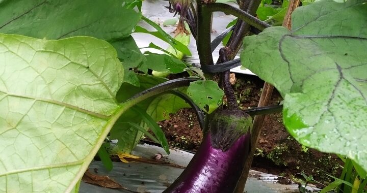 Panduan Menanam Terong di Pot