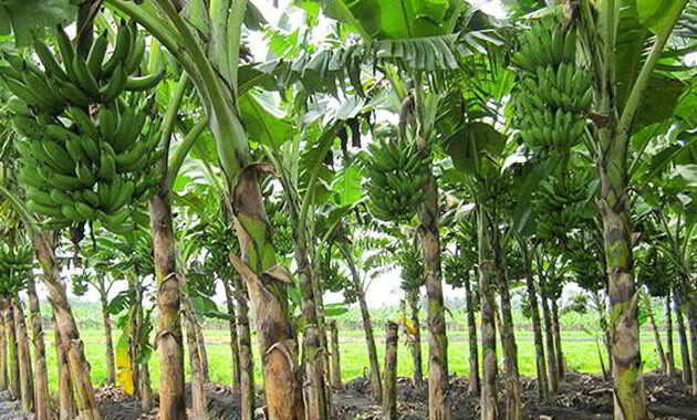 Panduan Praktis Budidaya Pisang Raja