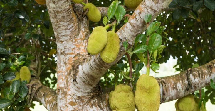 Perawatan Dasar Pohon Nangka Muda
