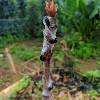 Teknik Grafting Tanaman Mangga