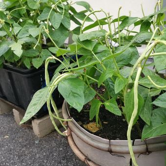 Teknik Menanam Kacang Panjang di Pekarangan